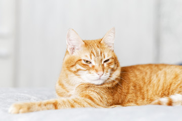 Closeup portrait of red cat lying on a bed and looking away with a frown against grey background. Shallow focus.
