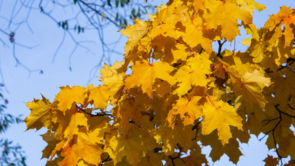 Leaves of Norway Maple, Acer platanoides, in autumn sunlight background, selective focus, shallow DOF
