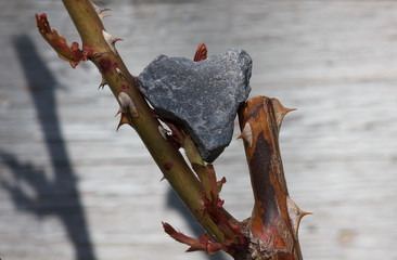 Rough figure of a heart made of gray pebble stone balancing on the stems of a rose with prickly thorns.-Isolated