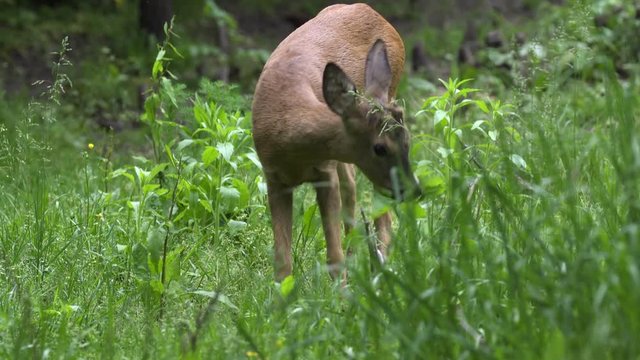 Very young roebuck in the forest