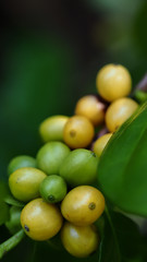 Coffee beans ripening on coffee tree branch, selective focus for business nature concepts backgrounds 
