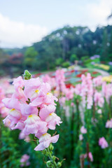 Blooming pink flowers with morning dew in a botany garden.