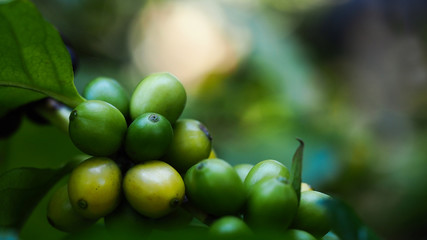 Coffee beans ripening on coffee tree branch, selective focus for business nature concepts backgrounds 