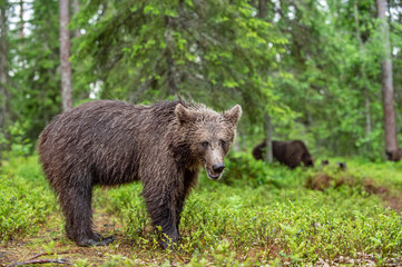 Obraz na płótnie Canvas Brown bear in the summer forest. Green forest natural background. Scientific name: Ursus arctos. Natural habitat. Summer season.
