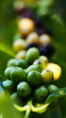 Coffee beans ripening on coffee tree branch, selective focus for business nature concepts backgrounds 