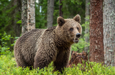 Brown bear in the summer forest. Green forest natural background. Scientific name: Ursus arctos. Natural habitat. Summer season.