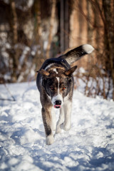 Mixed breed dog in the winter field