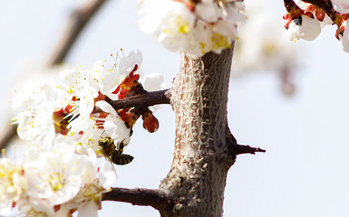 Bee collects nectar on the flowers of the apricot tree against the acvamarin background.