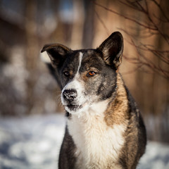 Mixed breed dog in the winter field