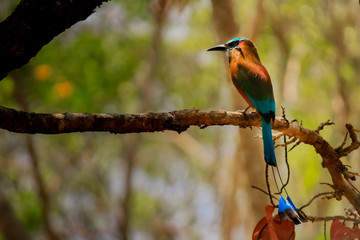 Motmot, Momotidae bird is posing on a tree branch