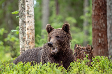 Brown bear in the summer forest. Green forest natural background. Scientific name: Ursus arctos. Natural habitat. Summer season.