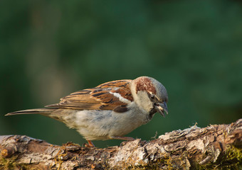 House sparrow (Passer sitting on the t domesticus)