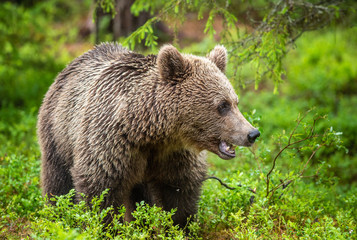 Obraz na płótnie Canvas Brown bear in the summer forest. Green forest natural background. Scientific name: Ursus arctos. Natural habitat. Summer season.