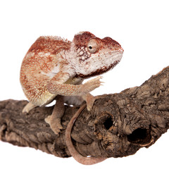 The Oustalets or Malagasy giant chameleon on white