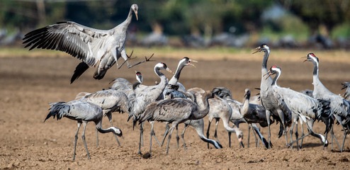 Dancing Cranes on arable field. Common Crane or Eurasian crane, Scientific name: Grus grus, Grus communis.