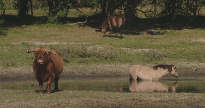 Wild horses and a scottish highlander standing in a pond, drinking water and get cool.