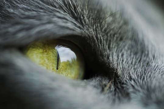 Macro shot of cat eye