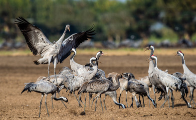 Dancing Cranes on arable field. Common Crane or Eurasian crane, Scientific name: Grus grus, Grus communis.