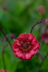 Obraz premium Fleur