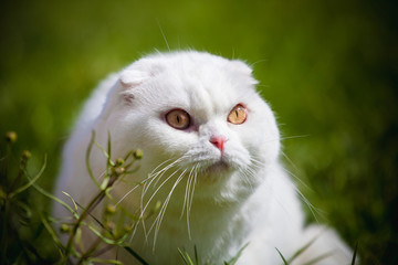 White Scottish Fold cat with white sugar glider on grass