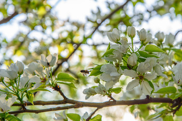 Apple branch with white flowers