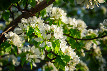 Apple branch with white flowers