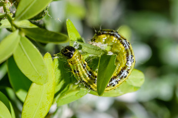  Buchsbaumzünsler (Cydalima perspectalis)