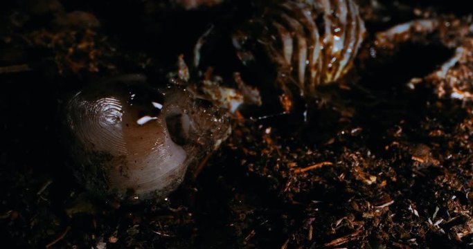 Panoramic View of a Skeleton. Wide Angle Macro 4K. 3D printed diorama