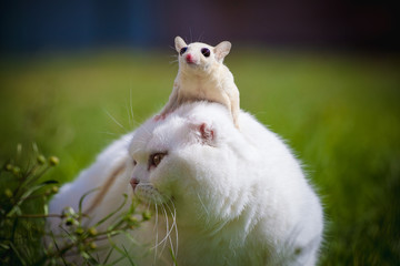 White Scottish Fold cat with white sugar glider on grass