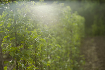 Field of new blackberry plants