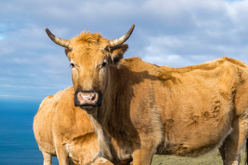 vacas rubia gallega con nubes grises de fondo