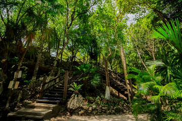 Cenote have a lot of trees. Cancun Mexico jungle