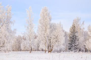 Fototapeta premium Birch grove in the winter in the snow. White trees. Trees in the snow. Snow picture. Winter landscape grove of white trees and snow.