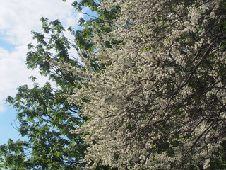 Cherry tree blooms. The tree is densely covered with white flowers.