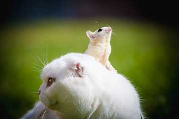 Obraz premium White Scottish Fold cat with white sugar glider on grass