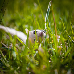 White sugar glider, Petaurus breviceps, on grass