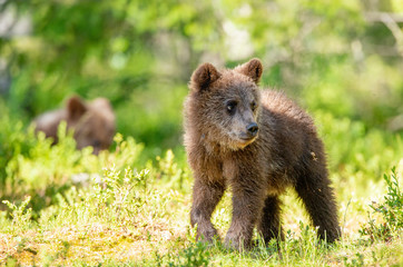 Obraz na płótnie Canvas Cub of Brown Bear in the summer forest. Natural habitat. Scientific name: Ursus arctos.