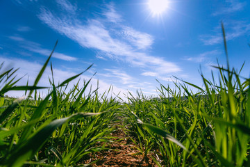 Fototapeta premium newborn barley field seen from below with the sun in front and the blue sky