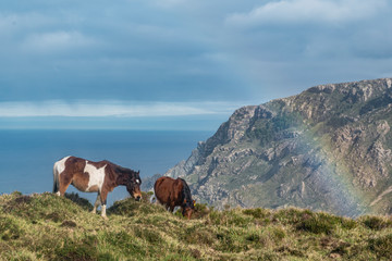 Fototapeta na wymiar dos caballos en el borde de un acantilado comiendo con un arcoiris al fondo, acantilados y nubes grises