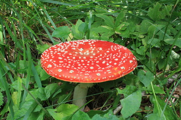 a Amanita muscaria mushroom