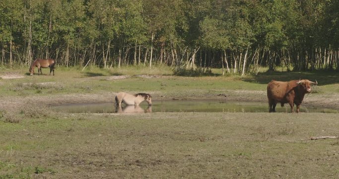 Wild mare, drinking in a pond in a dune forrest, eating waterplants.