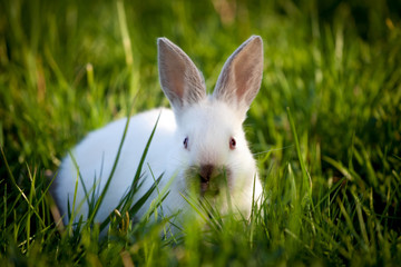 Funny white rabbit sitting on green grass