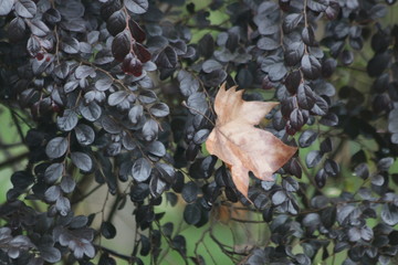 Brown Maple Leaf on Green Ivy