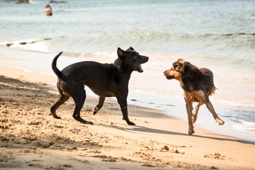 two fluffy dogs fighting at the beach - 269070486