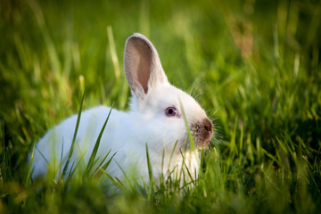 Funny white rabbit sitting on green grass