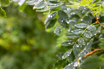 Fototapeta na wymiar water drops on leaf
