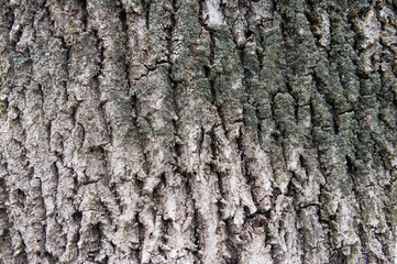 bark texture dark brown closeup