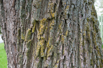 bark texture dark brown closeup