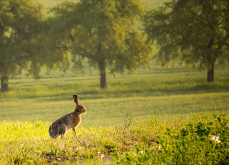 Sitzender Feldhase vor morgendlicher Landschaft