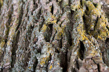 bark texture dark brown closeup